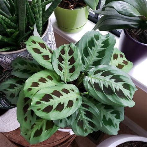 Black Maranta Prayer Plant For Sale Archives The Jungle Collective