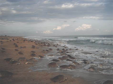 Se Destinan 30 Hectáreas De Playa Para La Conservación De La Tortuga