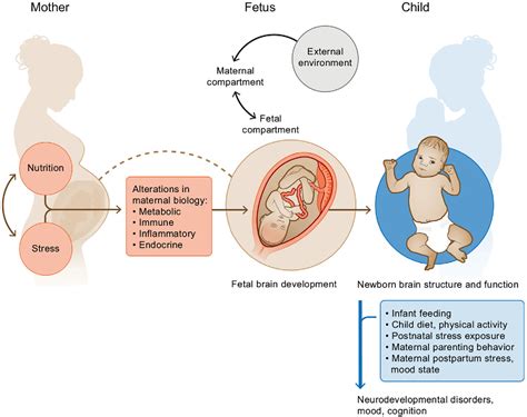 Figure From The Interplay Between Nutrition And Stress In Pregnancy