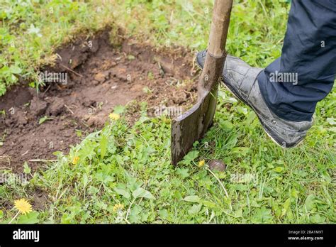 Gardener Digging With Garden Spade In Black Earth Soil Farming