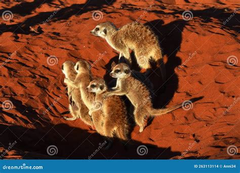 A Group Of Meerkat Suricata Suricatta Enjoy The Evening Light In The