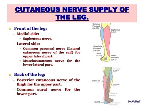 Anterior Compartment Of Leg