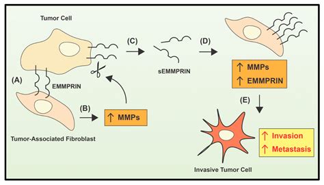 Ijms Free Full Text The Role Of Extracellular Proteases In Tumor