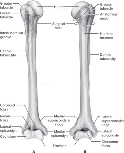 Kinesiology And Biomechanics Chapter The Shoulder Joint Flashcards