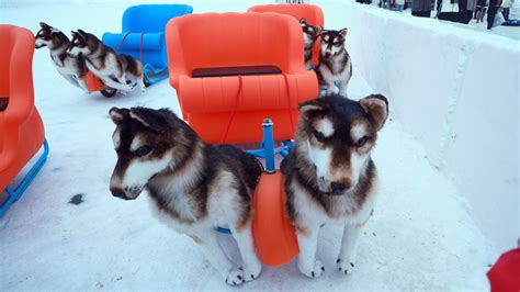 La Ville De Harbin Passe La Vitesse Sup Rieure Avec Des Chiens