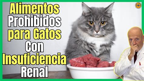 ALIMENTOS PROHIBIDOS PARA GATOS CON INSUFICIENCIA RENAL YouTube