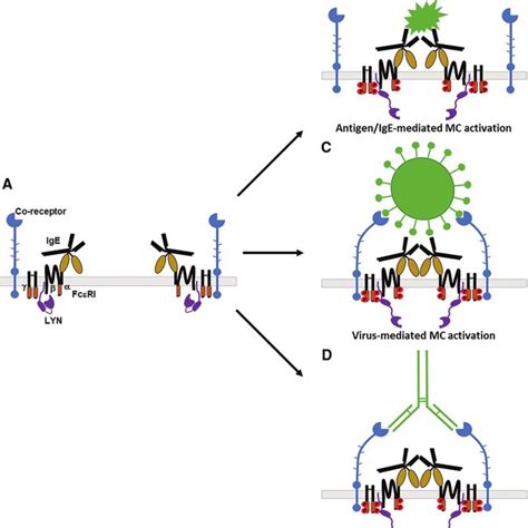 Well-known antigendependent and potential antigenindependent ... 