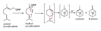 Alpha & Beta Pinene | Uses & Synthesis | Study.com