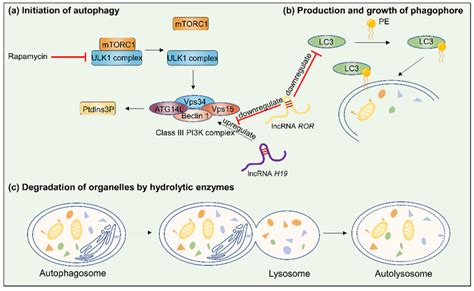 Of The Steps Involved In Autophagy LncRNA H19 And ROR Are Used As