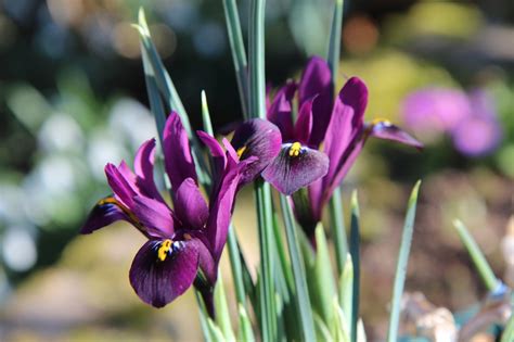 ¿cómo Y Cuándo Plantar Bulbos De Iris Flores Y Plantas Iris