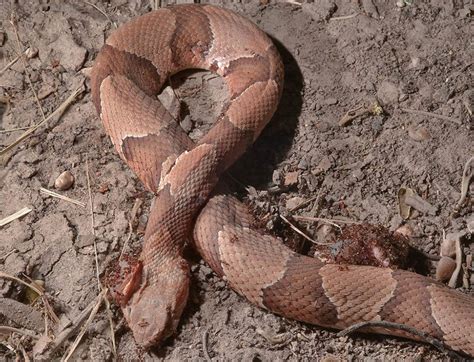 Dead Snakes In Dreams Meaning Unveiling Their Hidden Messages