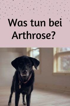 Arthrose Beim Hund Symptome Ursachen Und Behandlungsmethoden Artofit