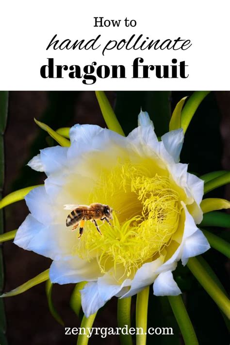 Hand Pollinate Dragon Fruit Guide Dragon Fruit Tree Dragon Fruit Plant Dragon Fruit Flower