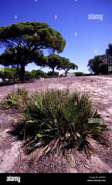 Mediterranean Palmae Typical Flora Hi Res Stock Photography And Images