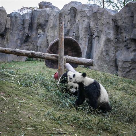 Pandas Shanghai Zoo — Stock Photo © innervision #265597144