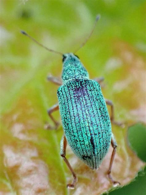 Polydrusus Formosus Seidiger Glanzr Ssler Polydrusus Form Flickr