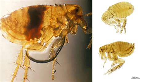 Xenopsylla Cheopis Morphology Life Cycle Control Biology Notes Online