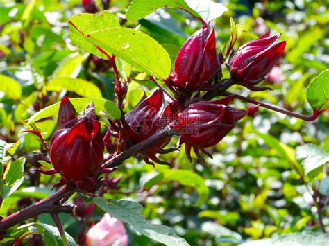 Roselle Hibiscussabdariffa