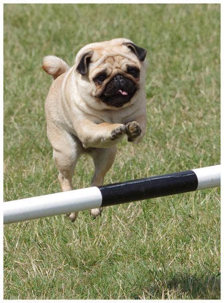 Jumping Pug Best Dog Breeds Best Dogs Brindle Pug Baby Animals Cute