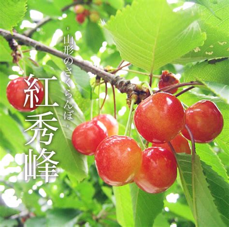 特秀品 山形県寒河江市朝日町産さくらんぼ「紅秀峰」