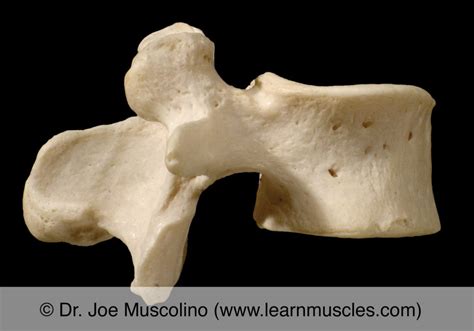 Lumbar Vertebrae Learn Muscles