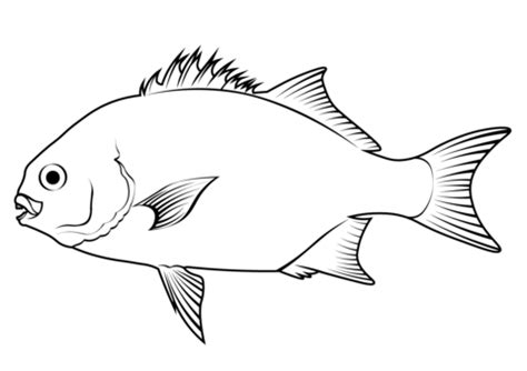 Galjoen (Dichistius Capensis) coloring page | Free Printable Coloring Pages