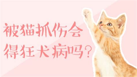 被猫抓伤破皮没出血怎么办 百度经验