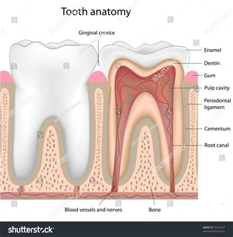 46 Gingival Crevice Images, Stock Photos, 3D objects, & Vectors ...