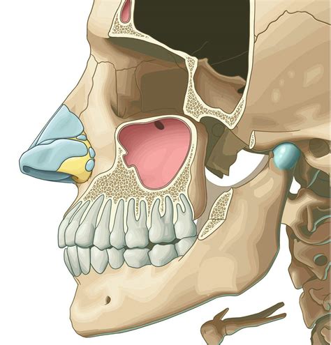 Средняя черепная ямка - e-Anatomy - IMAIOS