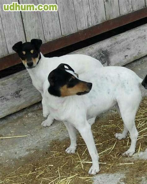 CACHORRO BODEGUERO RATONERO ANDALUZ