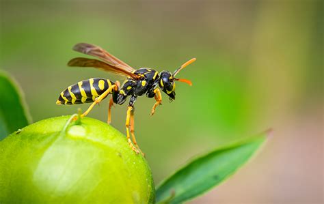 Wasps A Guide To Wasp Identification Control Prevention In Texas