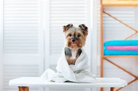 How Often Should You Get Your Dog Groomed