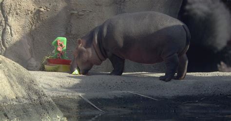 Nearly 7 000 Celebrate Fiona The Hippos First Birthday