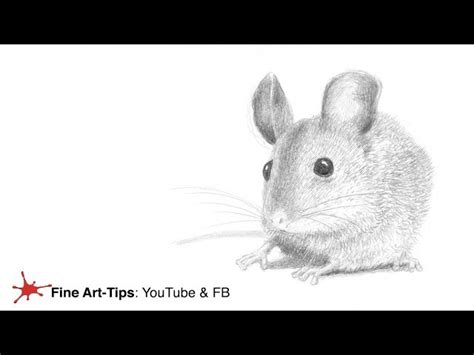 How To Draw A Realistic Mouse - Employeetheatre Jeffcoocctax