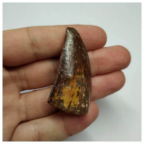 Carcharodontosaurus Dinosaur Tooth Cretaceous KemKem Catawiki