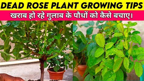 Diback Rose Plant Growing Tips Dead Rose Plant Care Roseplant Youtube