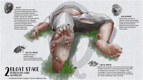 Human Decomposition Stages