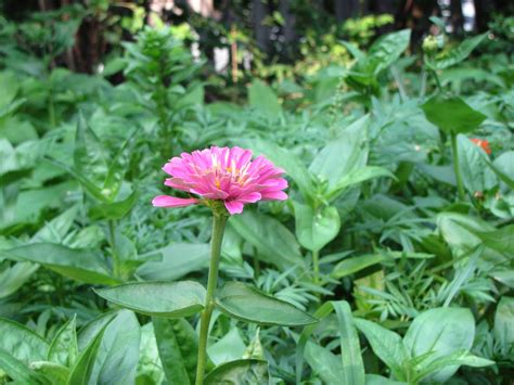 meinlessmatters: Zinnia fields and Flower Arrangements