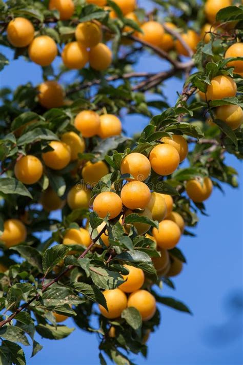 Ripe Yellow Plums On The Tree Fruit Tree Stock Image Image Of Bunch