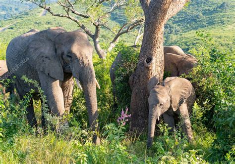 Elefante madre con el bebé elefante en la reserva natural Parque