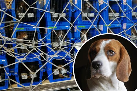 Ver Ngstigt So Leiden Beagle Auf Dem Weg In Das Versuchslabor