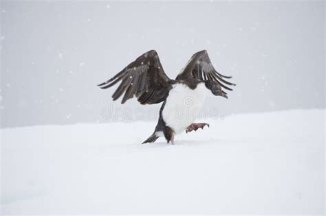 Antarctic Shag on the Snow in Antarctica Stock Photo - Image of wild ...