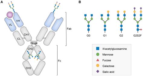 Structure And Glycan Composition Of Igg A Schematic Representation Of