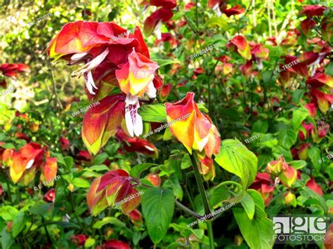 Shrimp Plant Mexican Shrimp Plant Justicia Brandegeana Beloperone