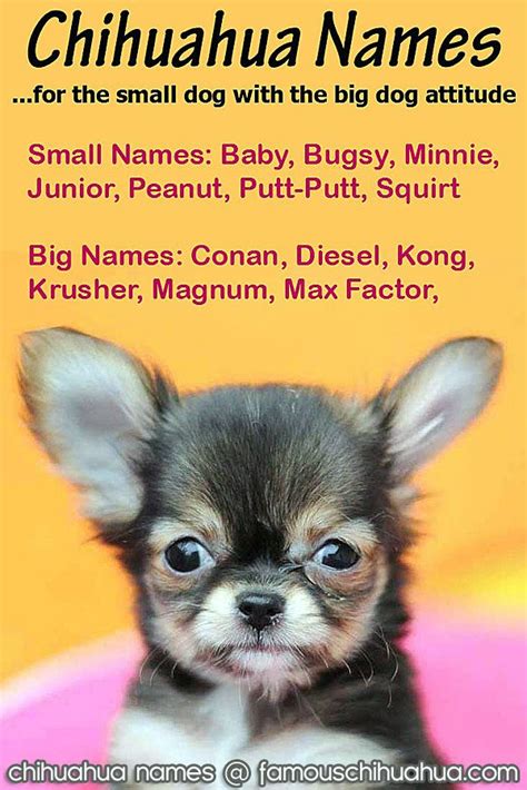 chihuahua names: cute and fun names for the small dog with a big ...