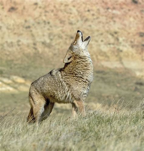 Calling Coyote Stock Image Image Of Calling National 16637527