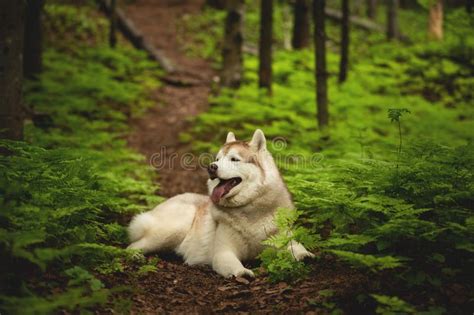 Retrato Del Husky Siberiano Lindo Y Hermoso De La Raza Del Perro Que