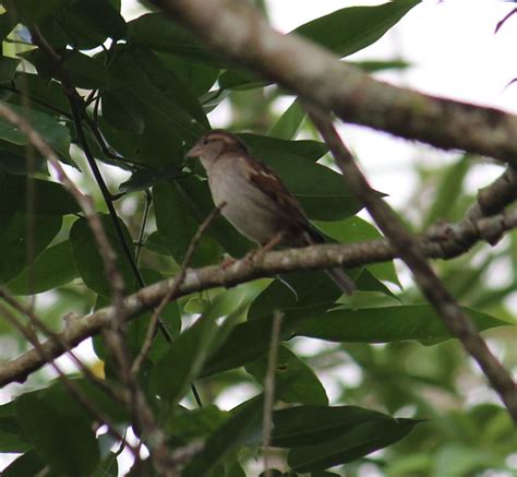 Foto Pardal Passer Domesticus Por Ronaldo Rodrigues De Moraes Wiki