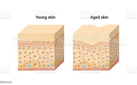 年輕和老年皮膚的向量圖示向量圖形及更多皮圖片 皮 人類的皮膚 圖解 Istock