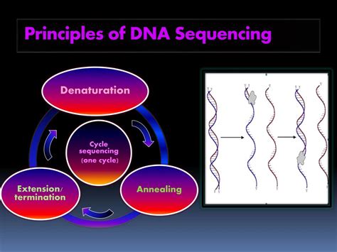 Ppt Dna Sequencing Powerpoint Presentation Free Download Id2402226